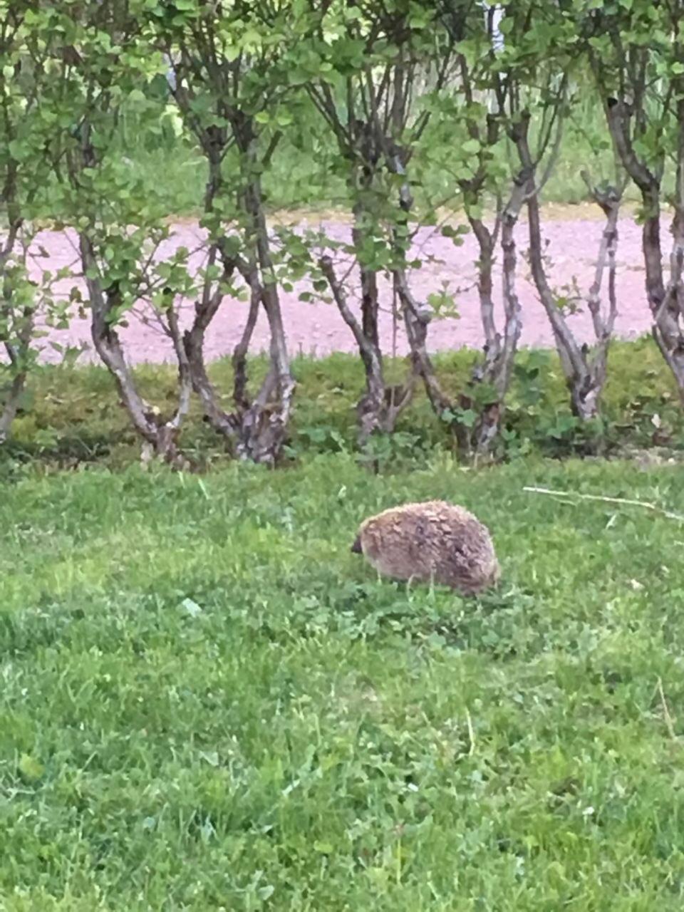 Pyhtaeae Garden Villa Pyhtaa Kültér fotó