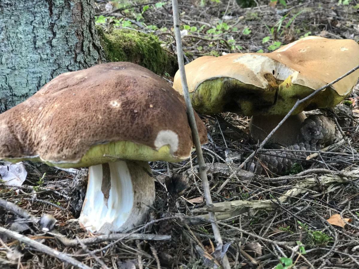 Pyhtaeae Garden Villa Pyhtaa Kültér fotó
